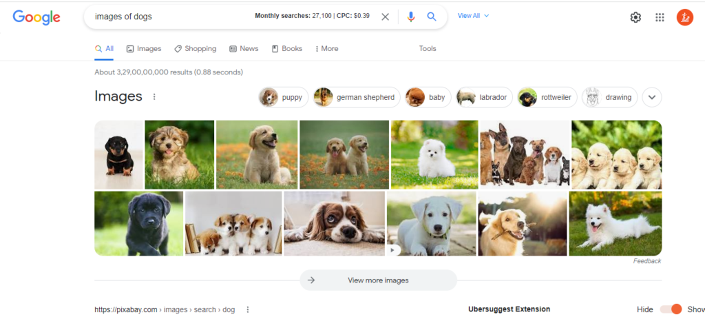 seo images of dogs
